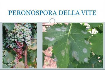 Manifestazione di interesse, entro il 13 maggio 2024, per Emergenza Peronospora (plasmopara viticola) dell’anno 2023