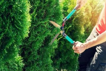 Pulizia di siepi e verde privato per la sicurezza stradale